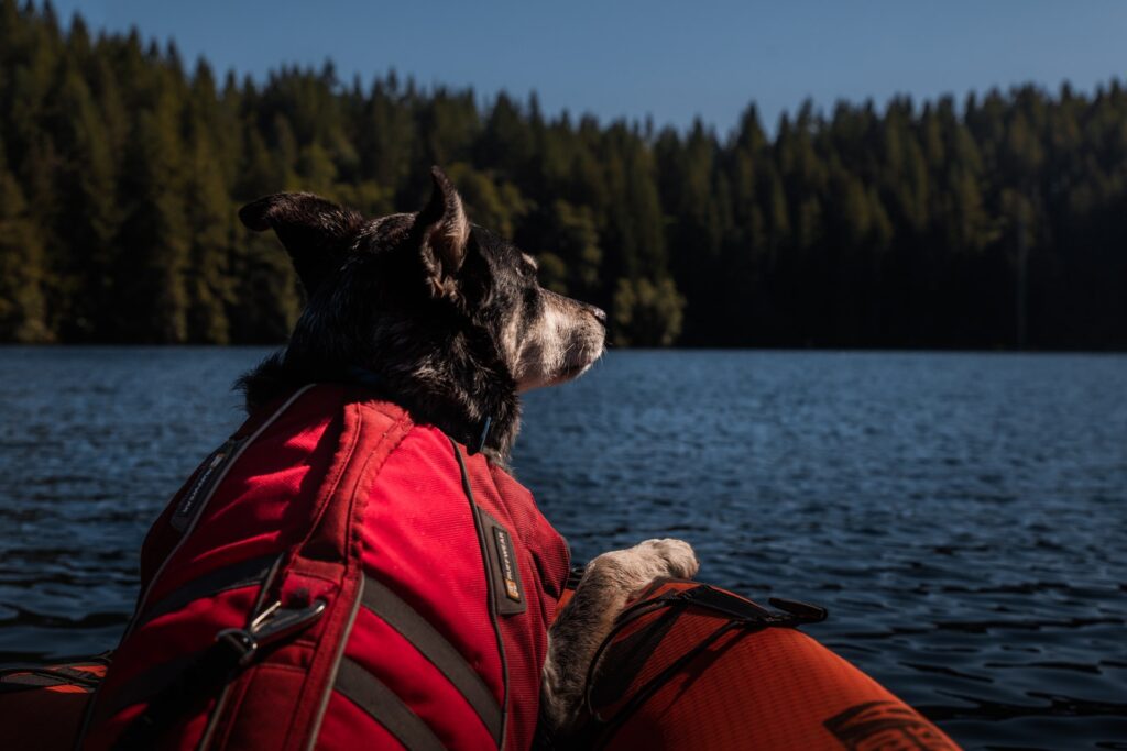 Launch A Kayak With A Dog