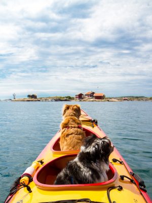 kayaking with my dog